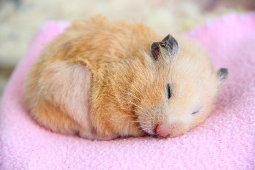 Os hamsters hibernam na natureza e como animais de estimação?