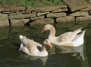 Brecon Buff Goose