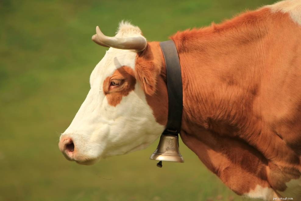 소는 왜 종을 착용합니까?