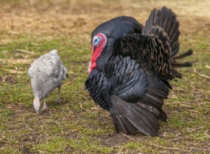 Norfolk Black Turkey