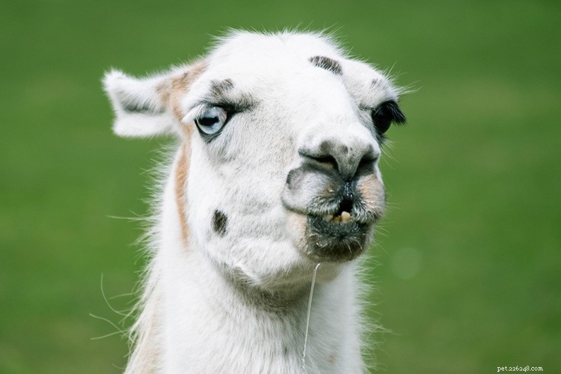 Pourquoi les lamas crachent-ils ? Informations, causes et prévention