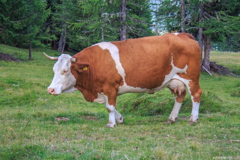소의 무게는 얼마입니까? (송아지, 쇠고기 및 유제품 소)