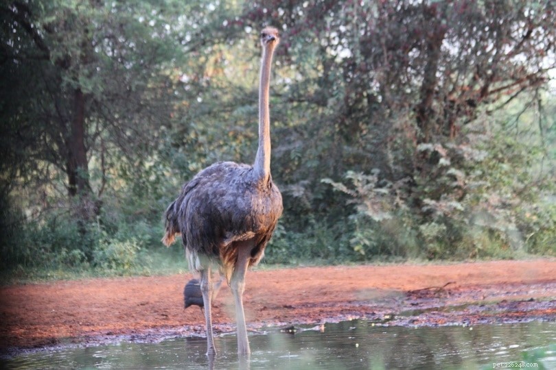 Os avestruzes sabem nadar? Tudo o que você precisa saber!