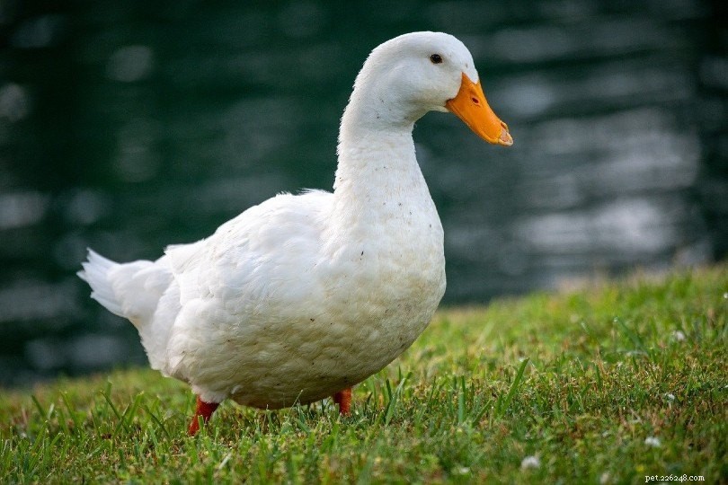 7 raças de patos de estimação mais amigáveis ​​do mundo