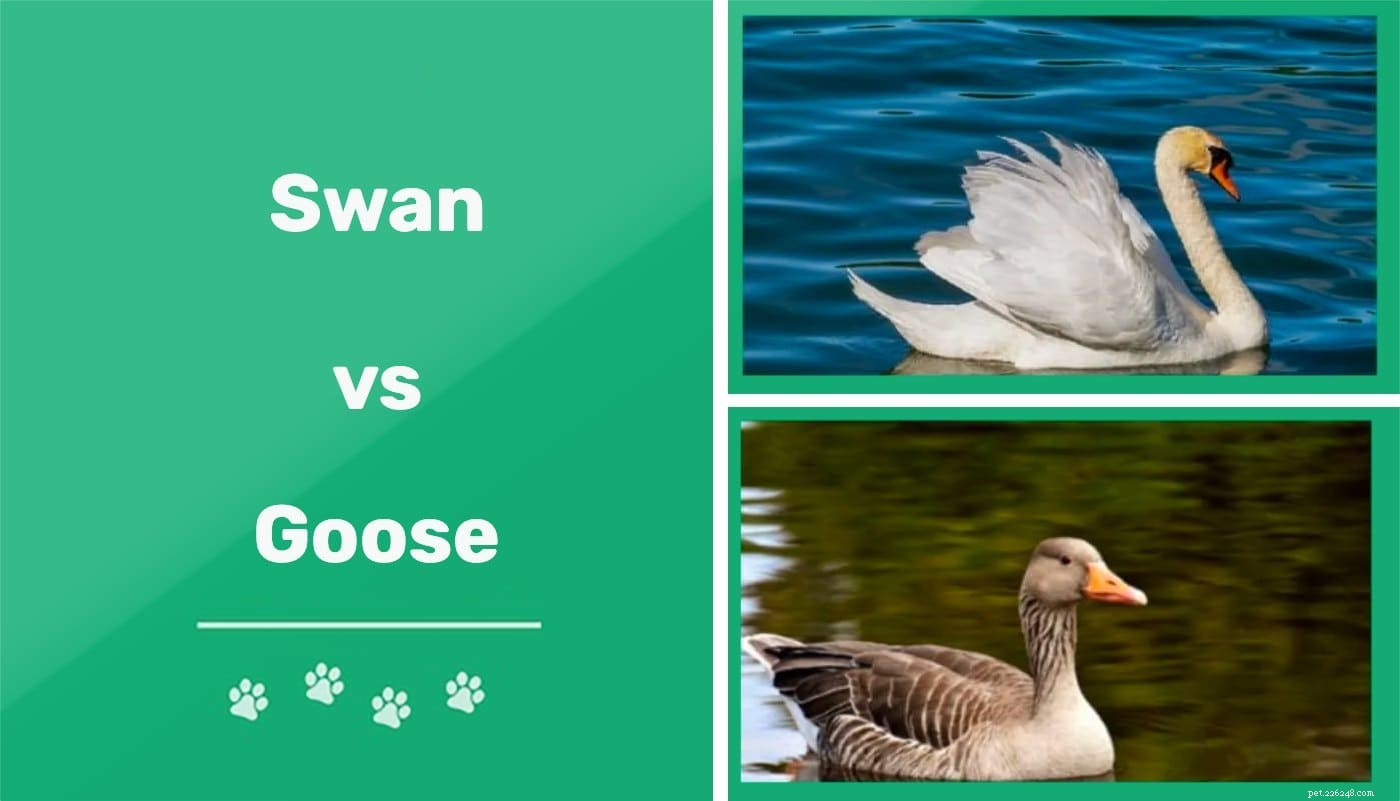 Cisne vs. Ganso:quais são as diferenças? (Com fotos)