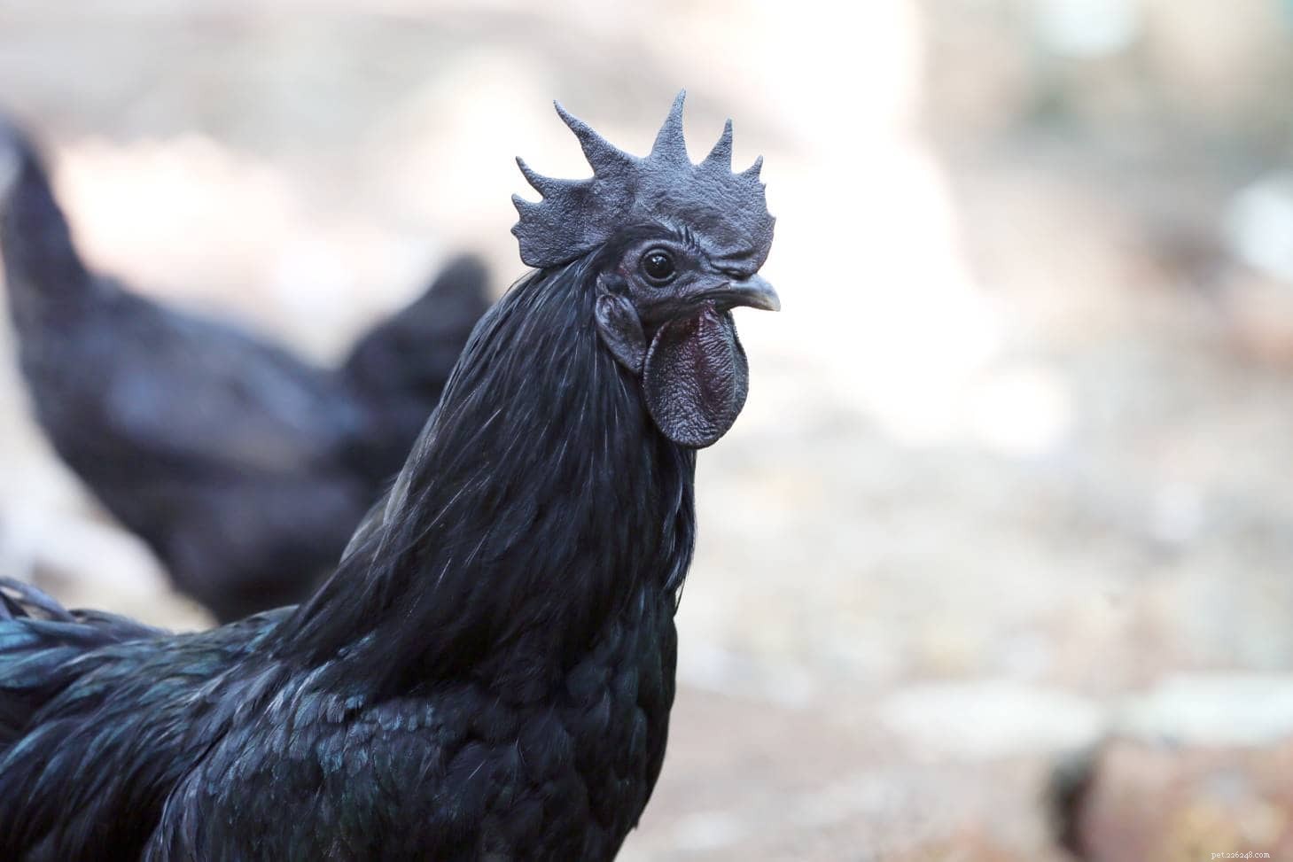 9 typer av kycklingkammar (med bilder)