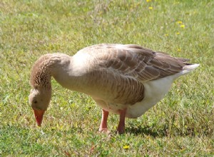 American Buff Goose