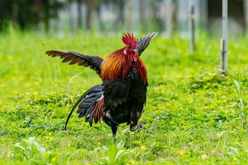Poulet poule de la jungle rouge