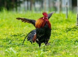 Red Jungle Fowl Chicken