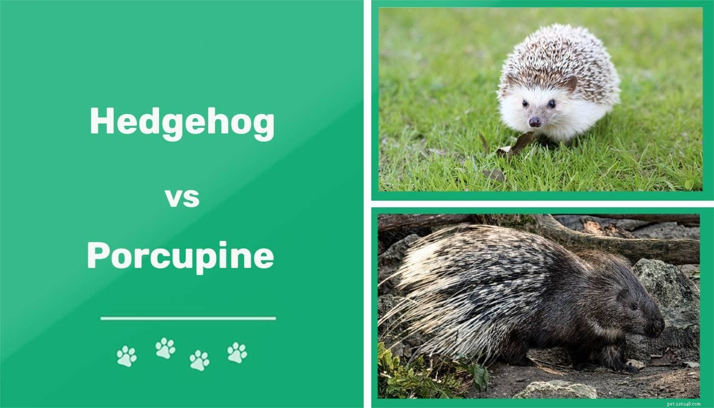 Hedgehog vs Porcupine:What’s the Difference?