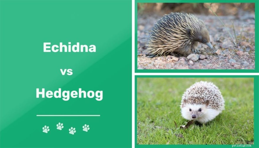 Echidna vs. Hedgehog:wat is het verschil?