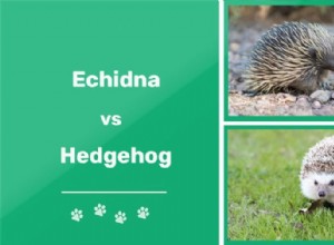 Echidna vs. Hedgehog:Jaký je rozdíl?
