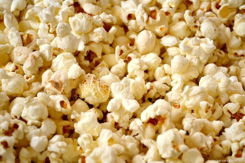 Kunnen egels popcorn eten? Wat u moet weten!