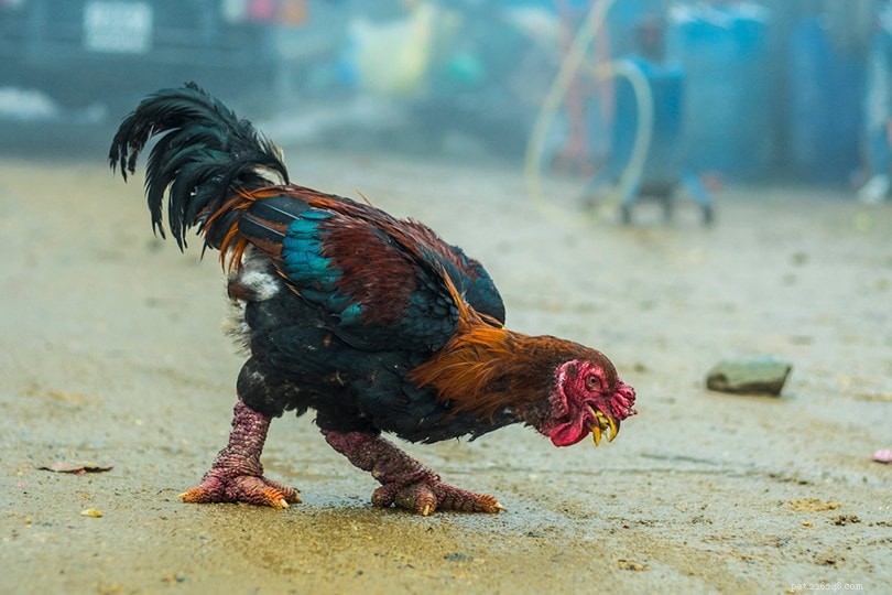 Pourquoi les poulets Đông Tảo sont-ils si chers ? Voici la raison !