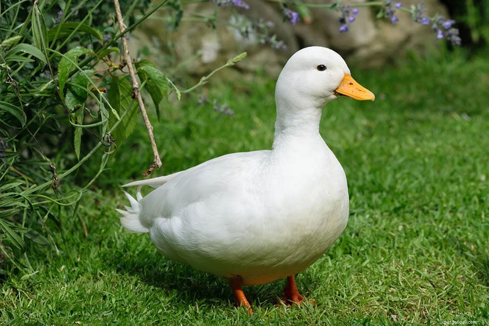 Bel Duck