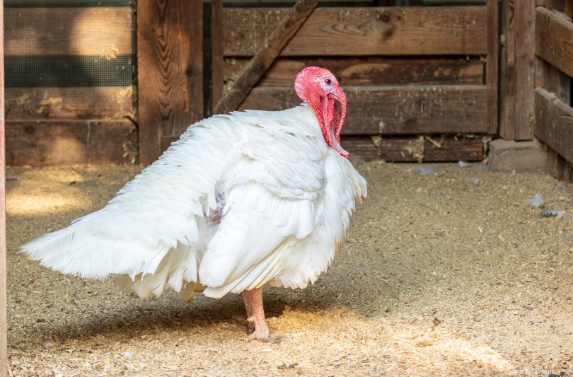 Bilow Breasted White Turkey