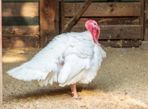 Bilow Breasted White Turkey