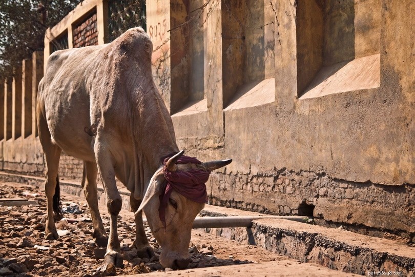 Waarom zijn koeien heilig in India?