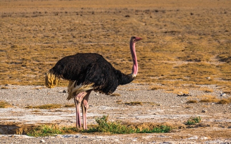 Noord-Afrikaanse struisvogel