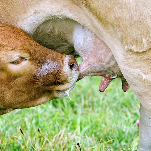 Moeten koeien worden gemolken?