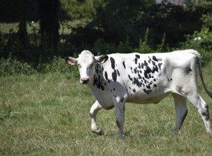 Můžou krávy žít samy? Je to kruté?