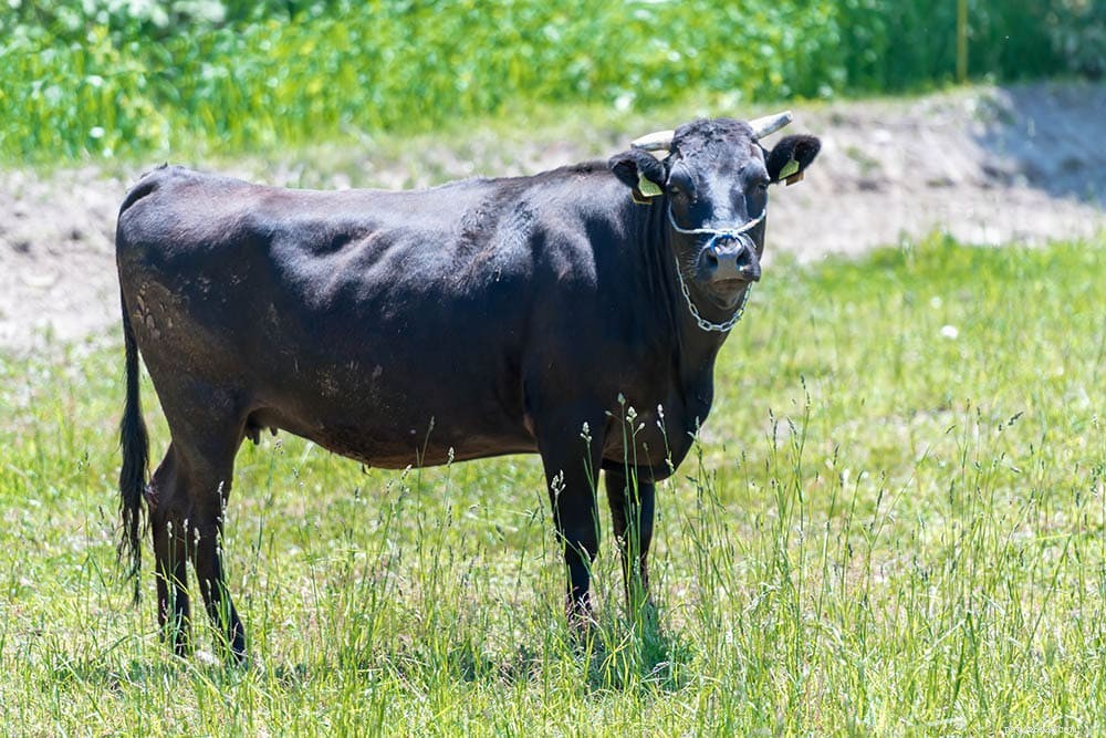당신이 몰랐던 8가지 놀라운 와규 쇠고기에 관한 사실
