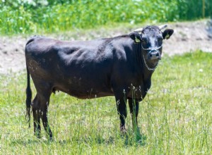 8 fascinujících faktů o hovězím wagyu, o kterých jste nikdy nevěděli