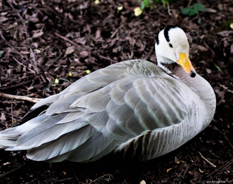 13 увлекательных фактов о гусях, которых вы никогда не знали