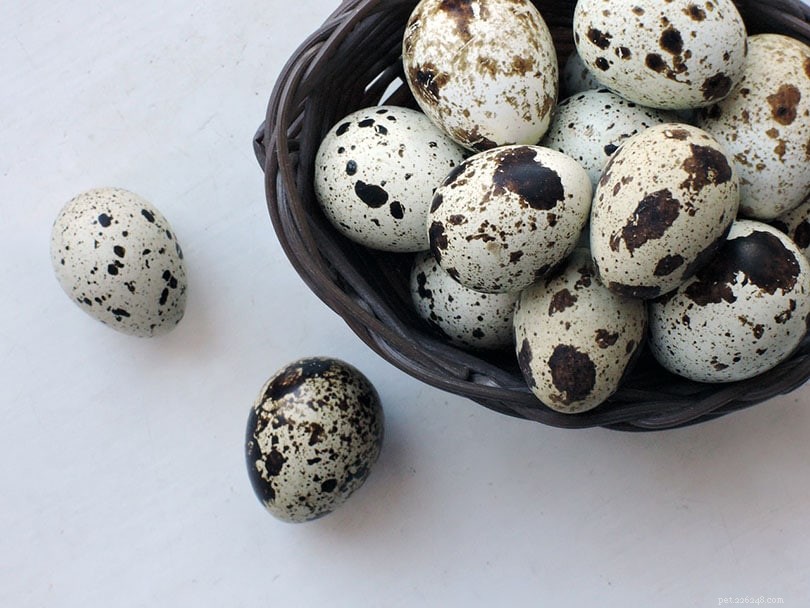 Comment faire éclore des œufs de caille :rapide et facile (avec 15 astuces)