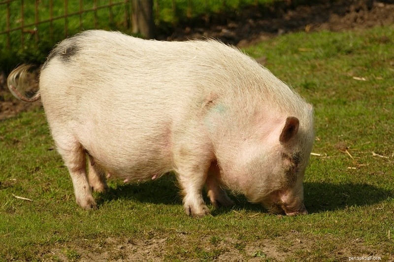 Есть ли у свиней копыта или рысаки? Что вам нужно знать!