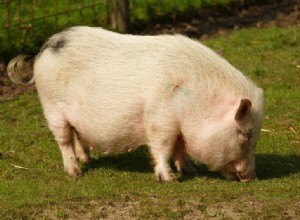 Mají prasata kopyta nebo klusáky? Co potřebujete vědět!