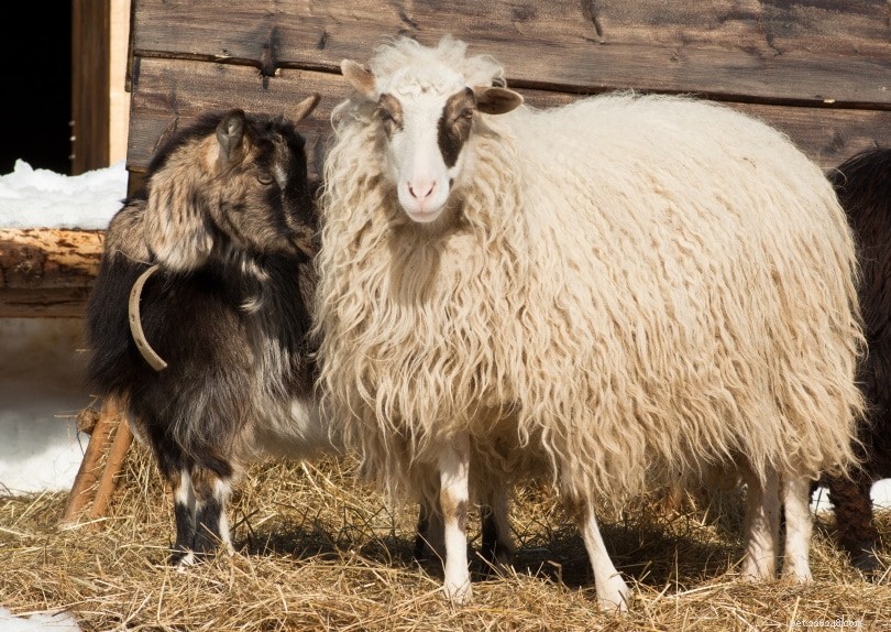 Kunnen schapen en geiten fokken? Wat u moet weten!