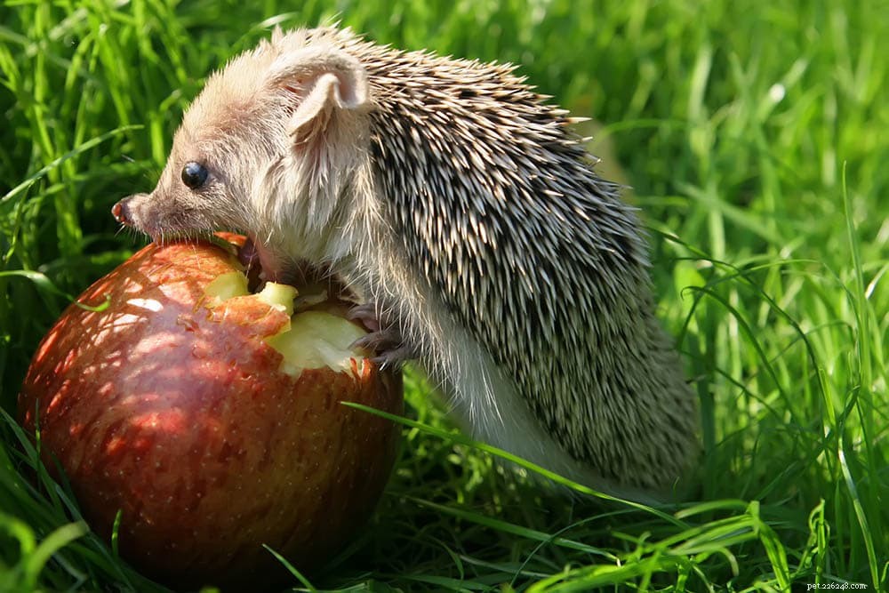 고슴도치가 사과를 먹을 수 있습니까? 알아야 할 사항!