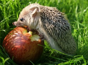 Můžou ježci jíst jablka? Co potřebujete vědět!