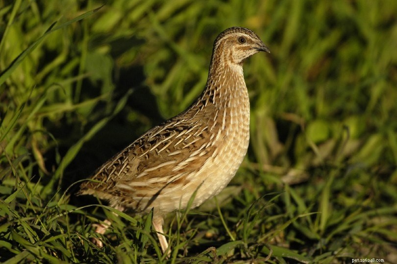 Caille Coturnix