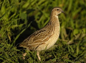 Křepelka Coturnix