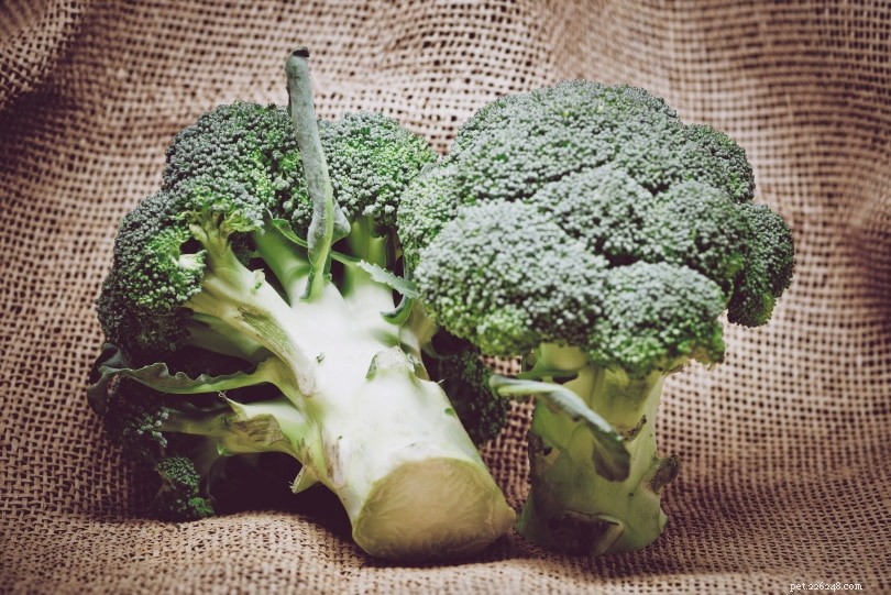 I ricci possono mangiare i broccoli? Cosa devi sapere!