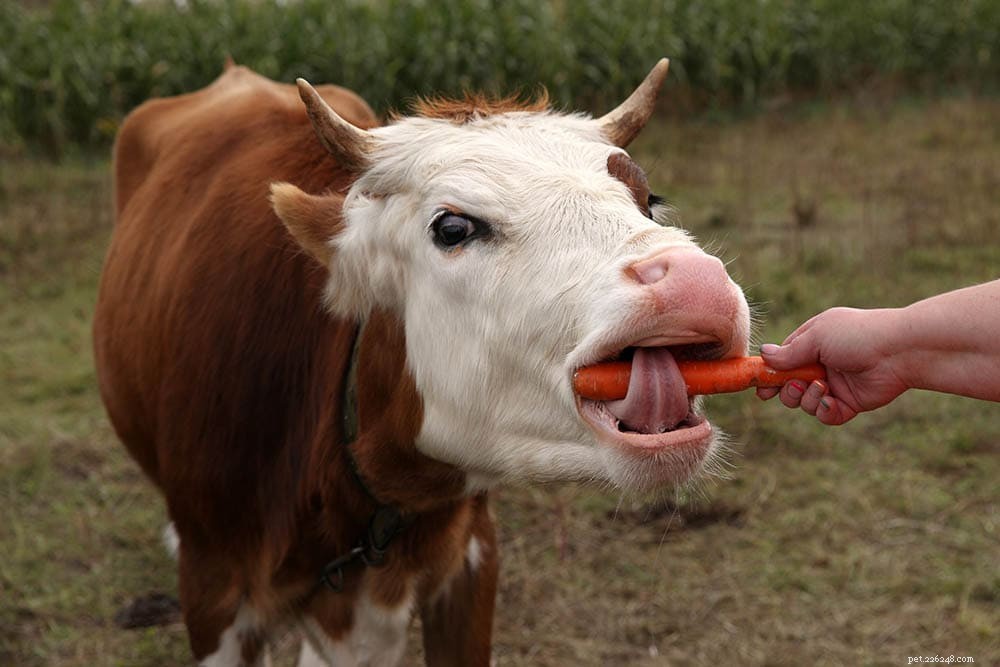 牛はニンジンを食べることができますか？あなたが知る必要があること！ 
