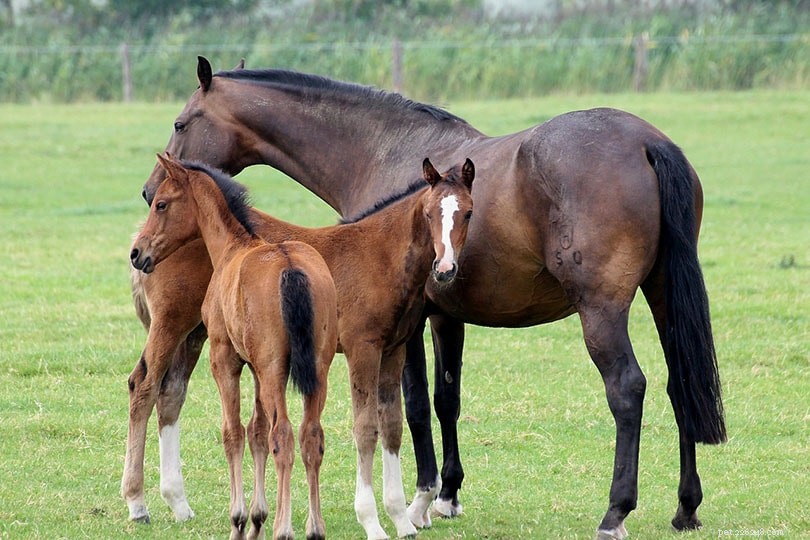 Сколько жеребят может родить лошадь за всю жизнь?