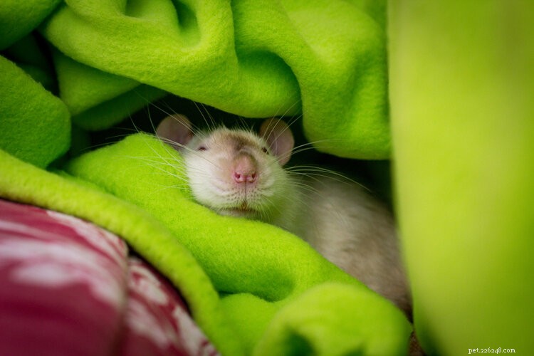 Přespí krysy hibernace? Co potřebujete vědět!