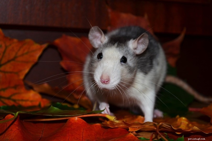 Les rats sont-ils nocturnes ? Peuvent-ils voir dans le noir ?