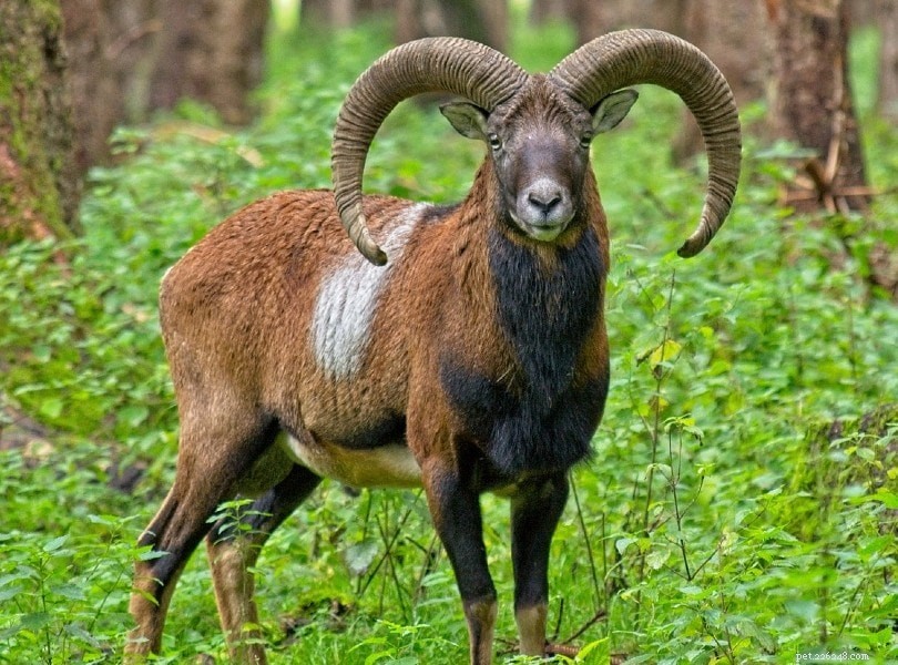 13 увлекательных и забавных фактов об овцах, которых вы никогда не знали