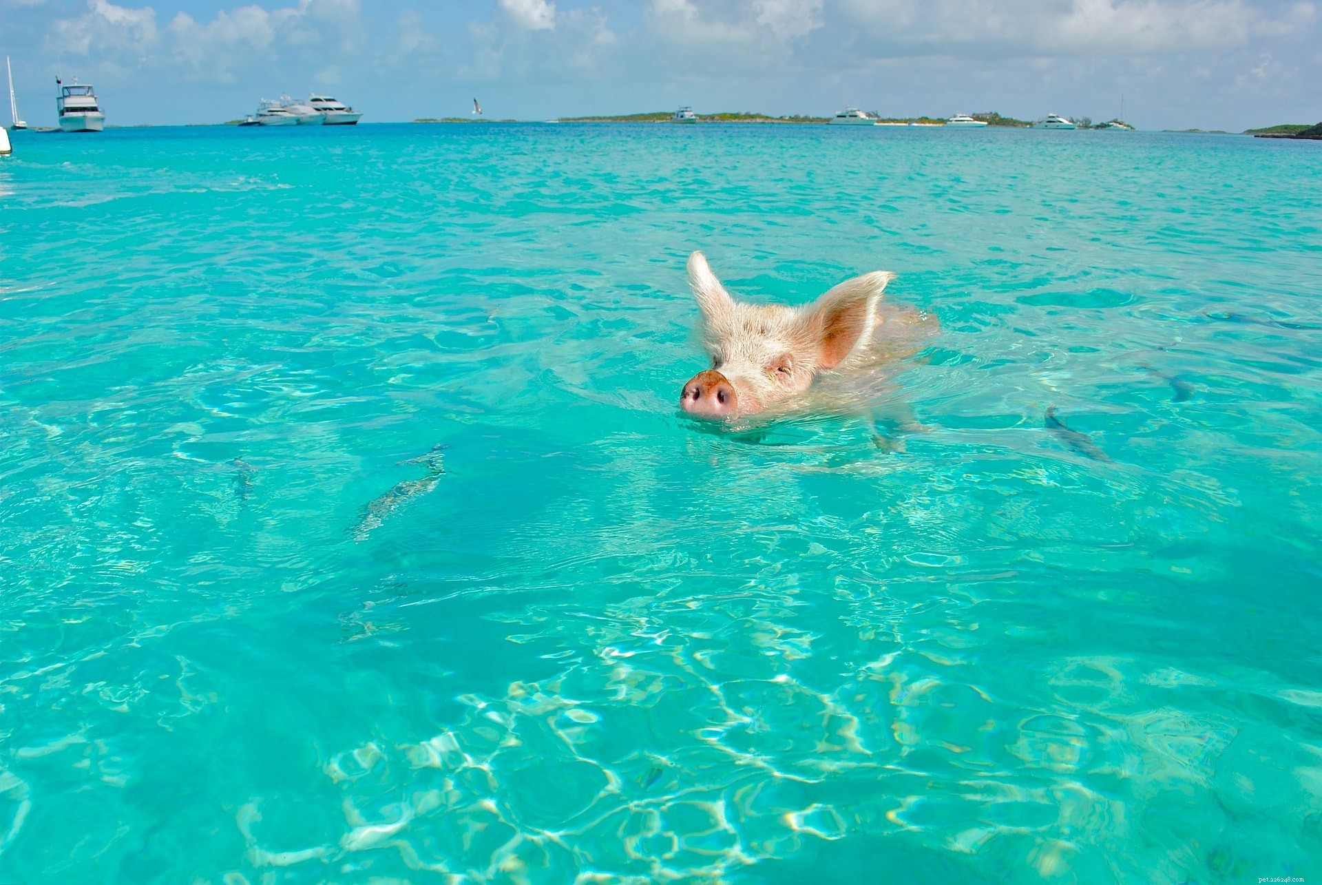Kan grisar simma? Gillar de det?