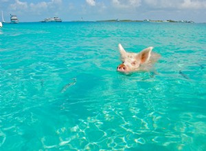 Умеют ли свиньи плавать? Им это нравится?