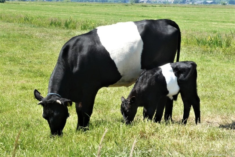 15の黒と白の牛の品種（写真付き） 