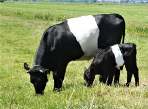 15の黒と白の牛の品種（写真付き） 