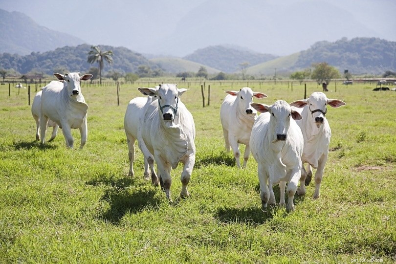 9つの白い牛の品種：概要（写真付き） 
