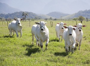 9つの白い牛の品種：概要（写真付き） 