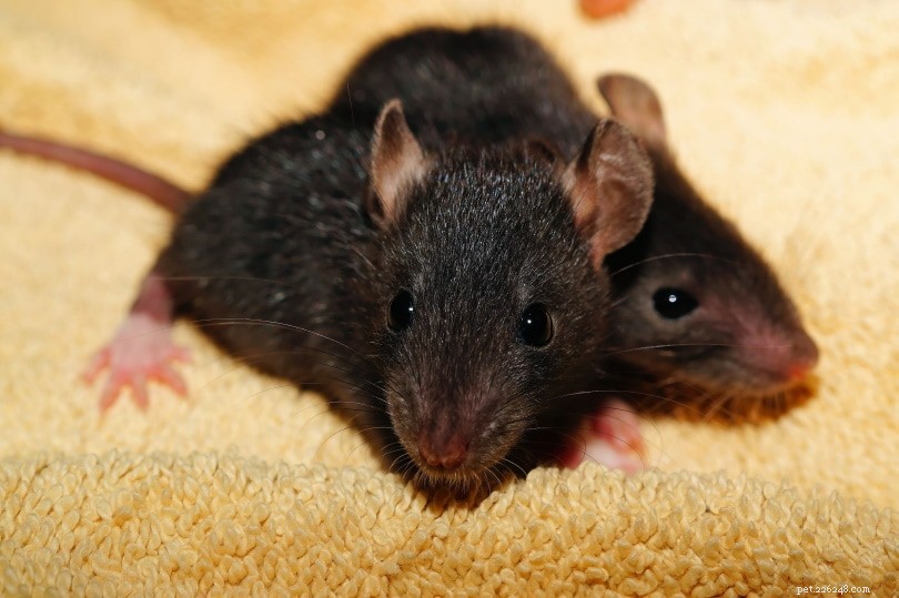 I topi domestici vanno in letargo? Cosa devi sapere