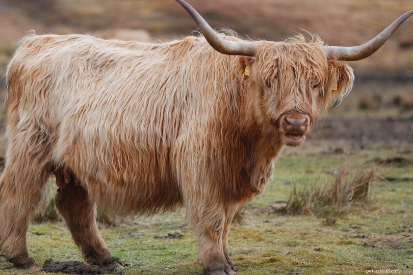8 raças de vacas fofas e de pelo comprido:uma visão geral (com fotos)